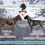 🎉🎉🎉New Litter “E” Dei Marchesi Del Partenio Kennel 🎉🎉🎉