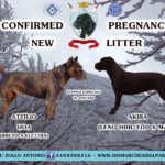 New Litter “D” Dei Marchesi Del Partenio Kennel